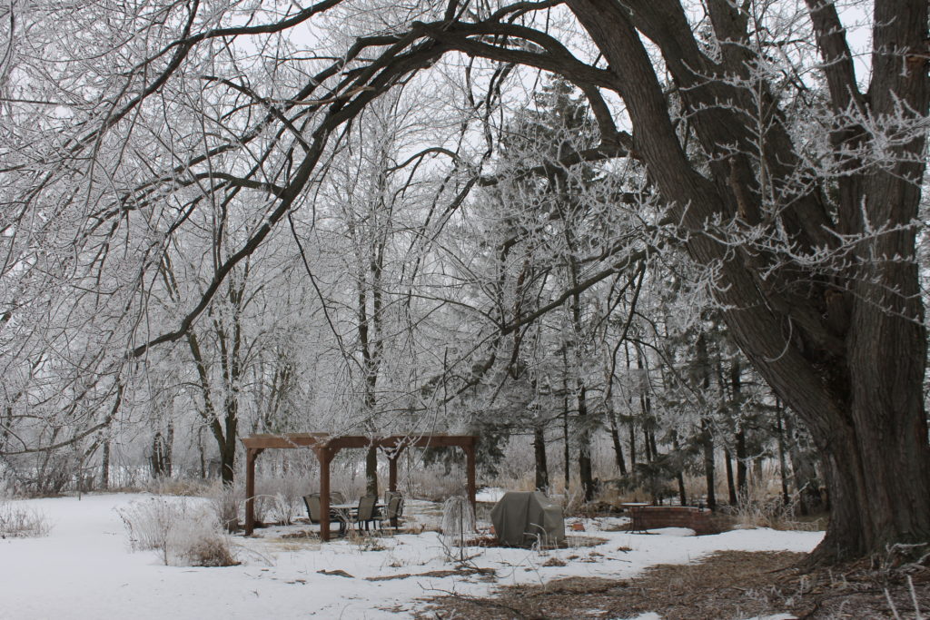 fuzzy frost in yard