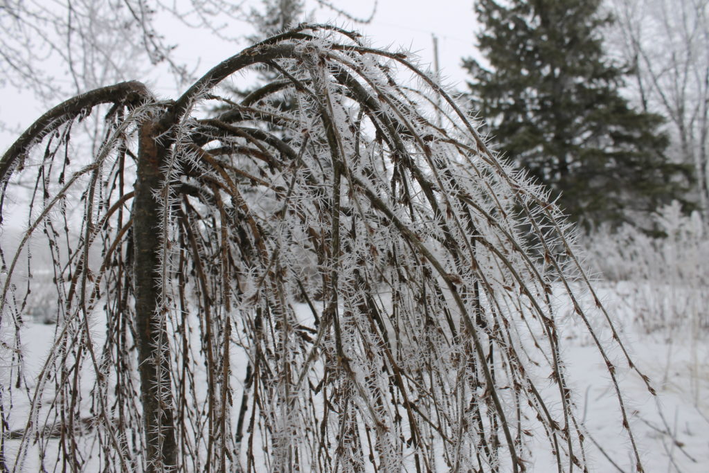 fuzzy frost on tree