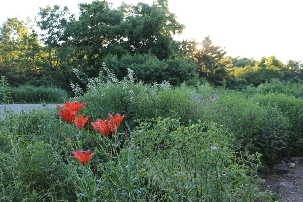 30 days Mosquito Hill tues 6-28-16