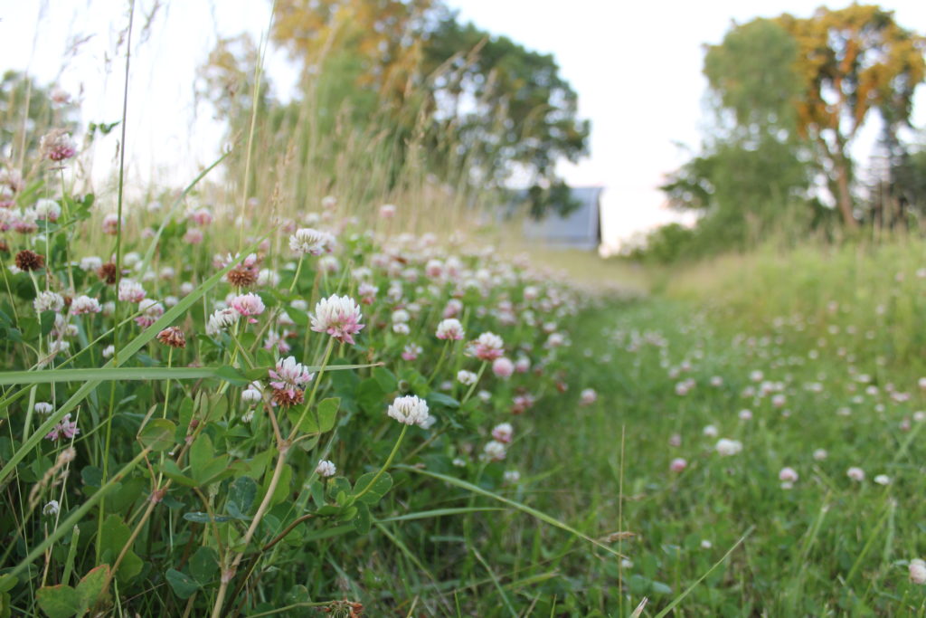 30 days of june2016 clover in the field