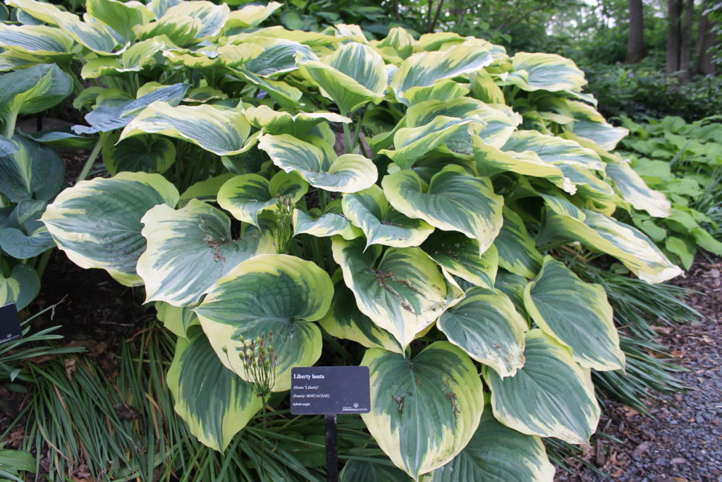 Liberty Hosta