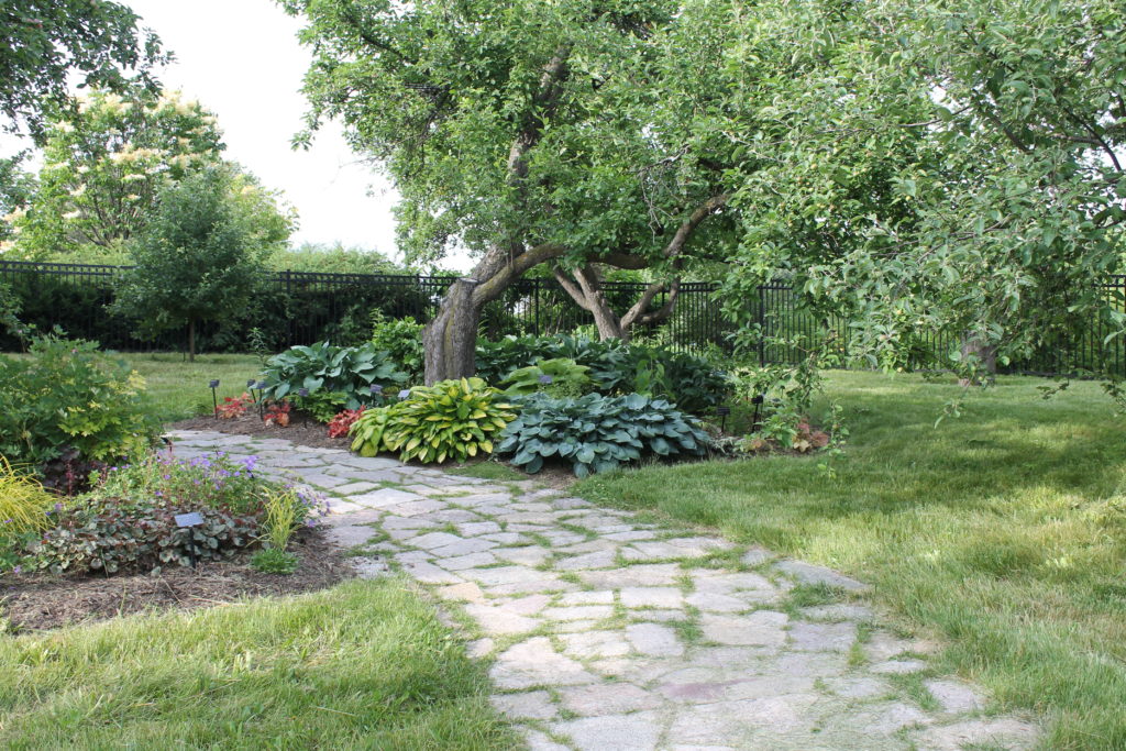 blue and yellow hostas under tree GB botanical garden2015