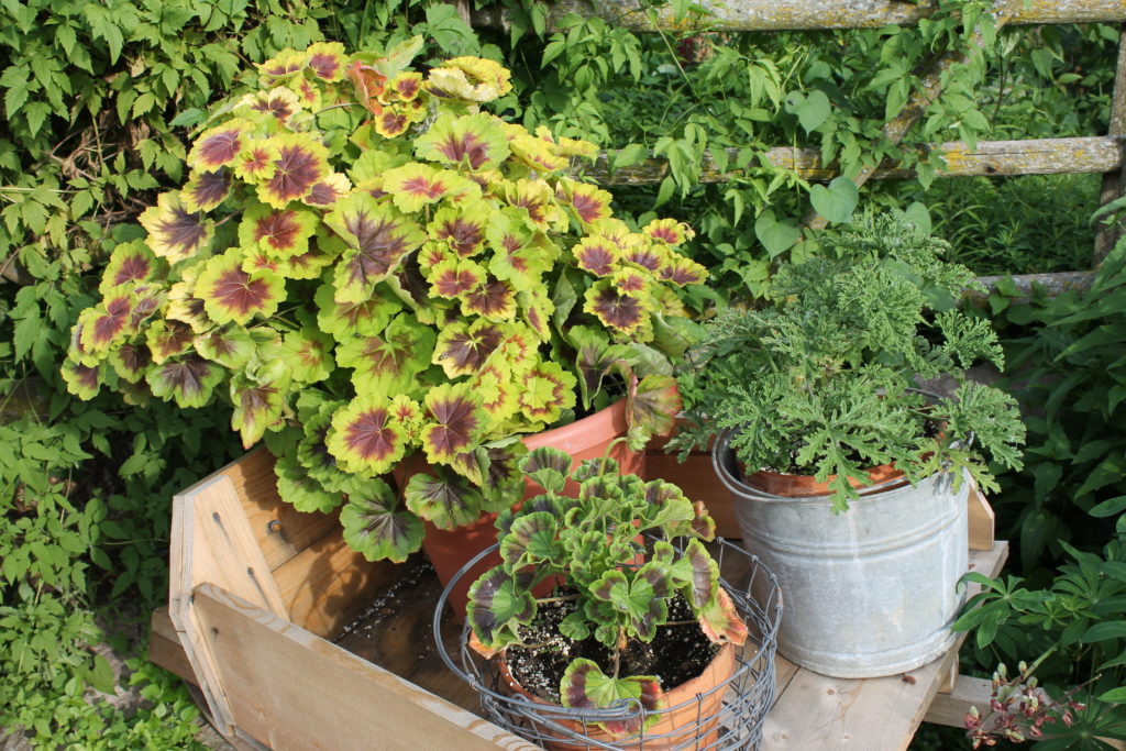 coleus and citronella planters at gb botanical garden 2015