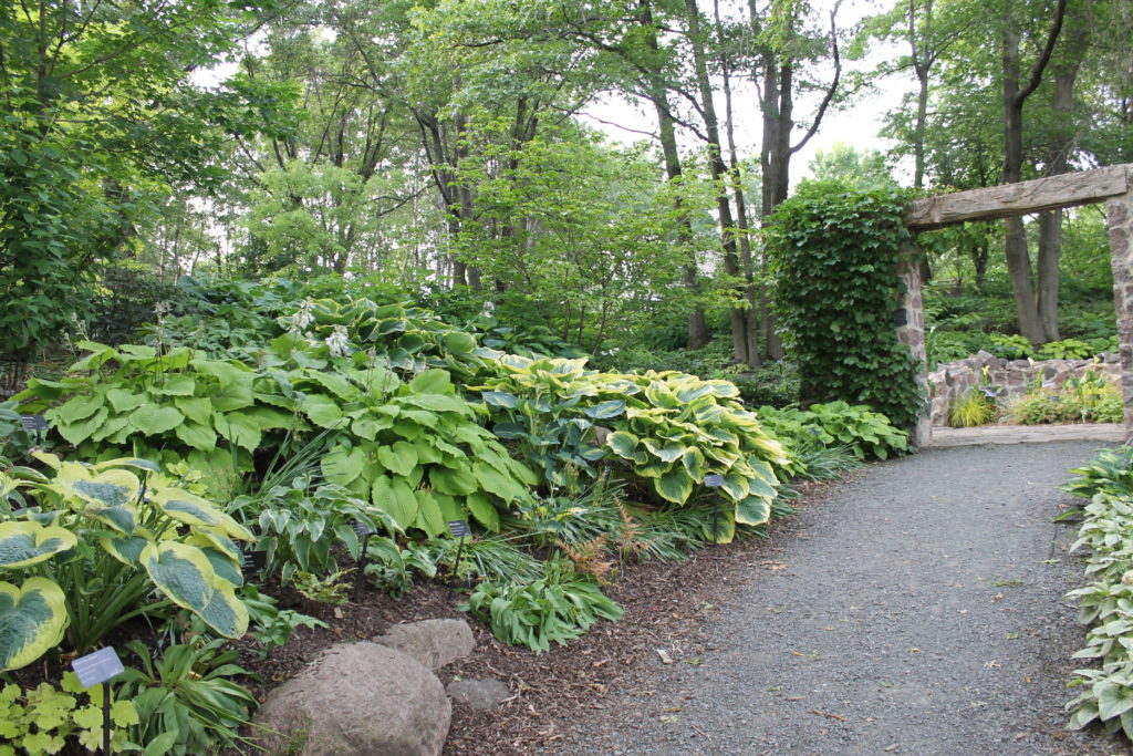 hostas on path up to stone wall gb botanical 2015