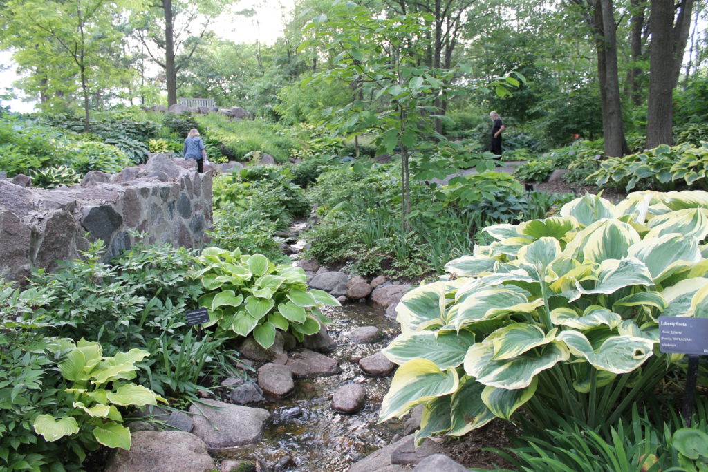 hostas on river creek bed gb botanical 2015