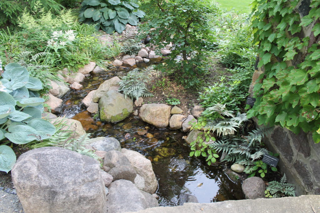 japanese painted fern in river bed gb botanical gardnen15