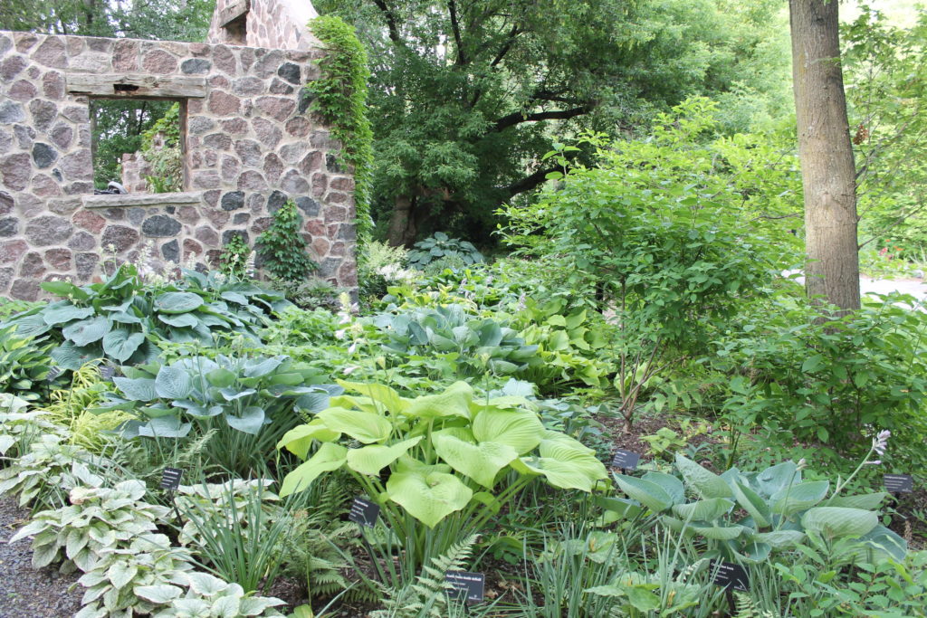 liberty hostas with stone wall at GB botanical garden15