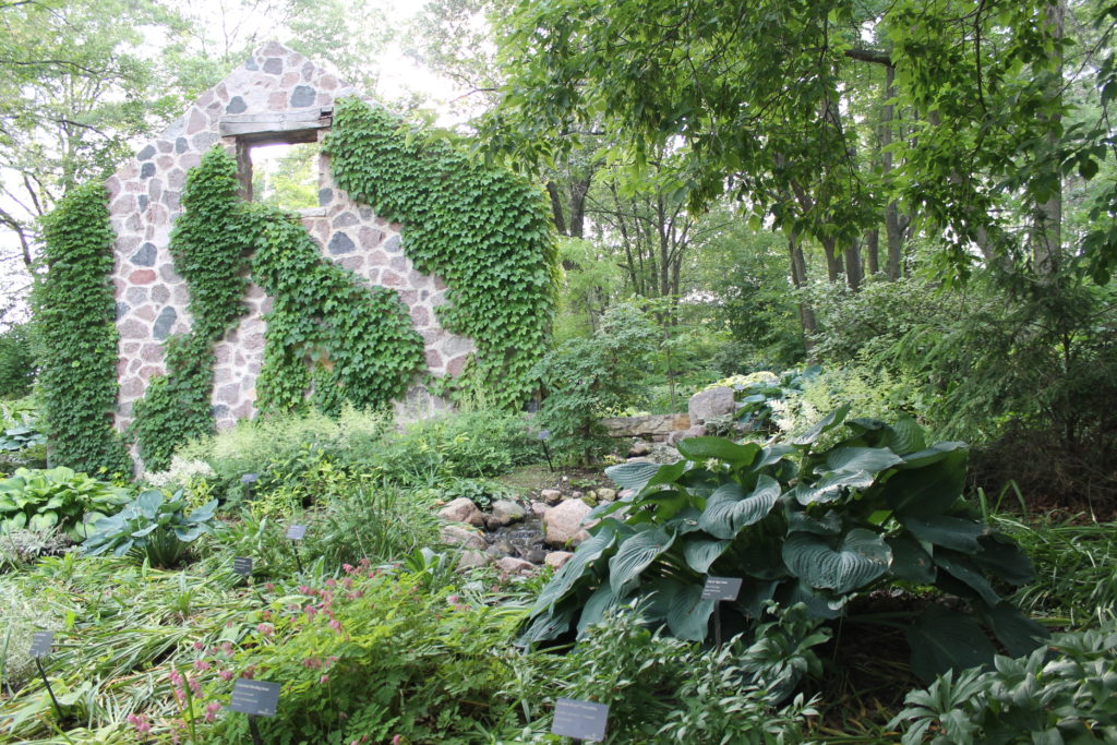 stone wall with hostas at GB botanical garden2015