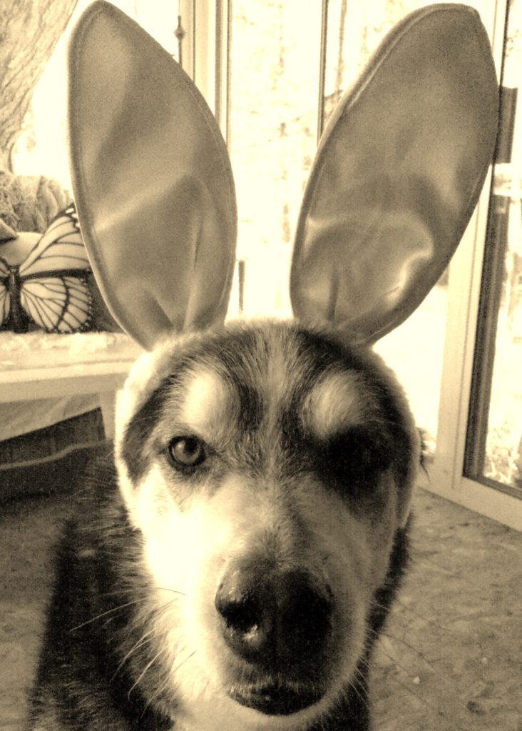 Kody-the-Easter-Dog2