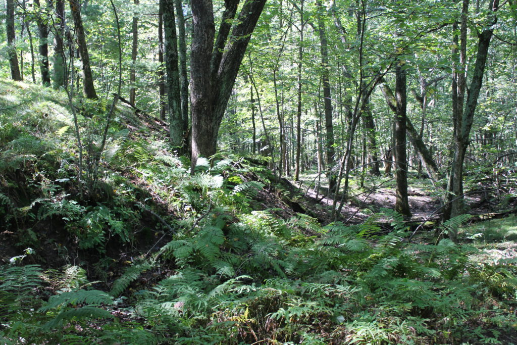 hiking-trails-at-roche-a-cri-2016