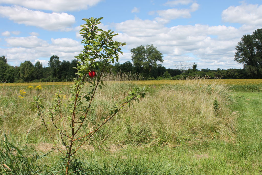 the-apple-tree-in-the-field-8-30-2016