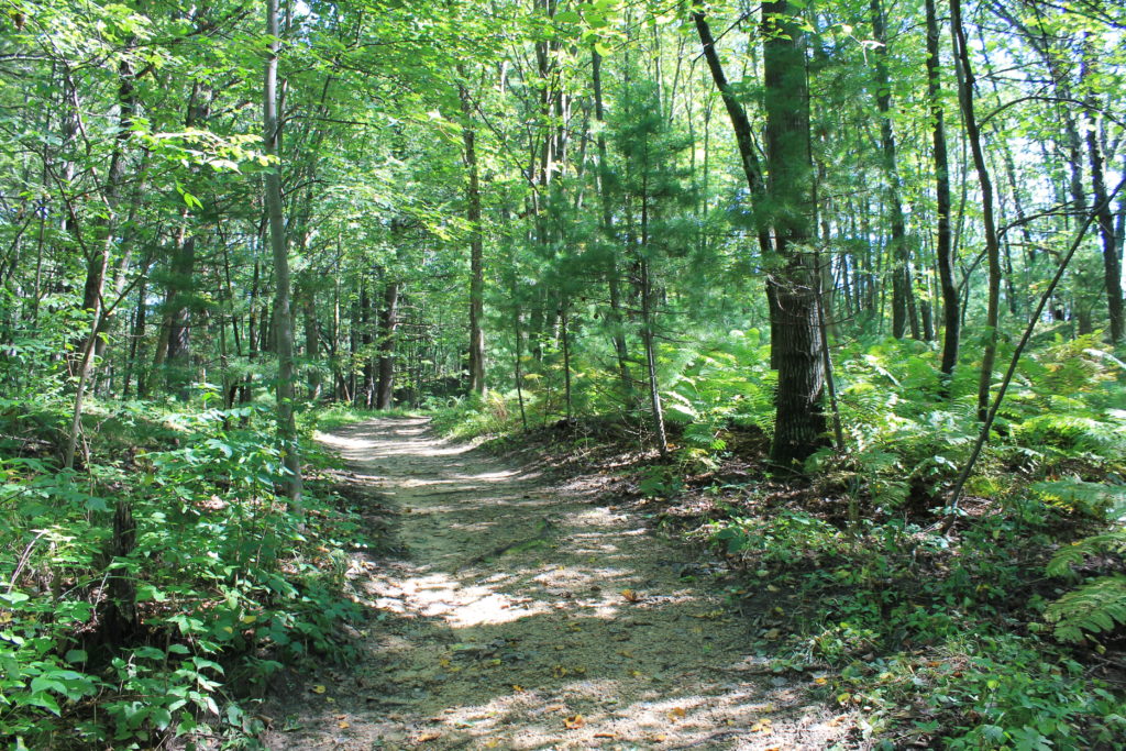 wooded-hiking-trails-at-roche-a-cri-2016