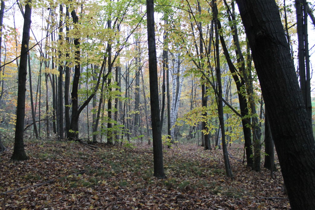birch-tree-in-fall-woods-bonduel-2016
