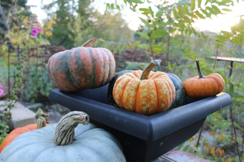 close-up-on-pumpkins-and-gourds-oct-2016