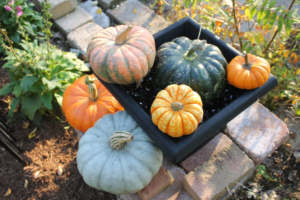 colorful-fall-pumpkins-oct-2016