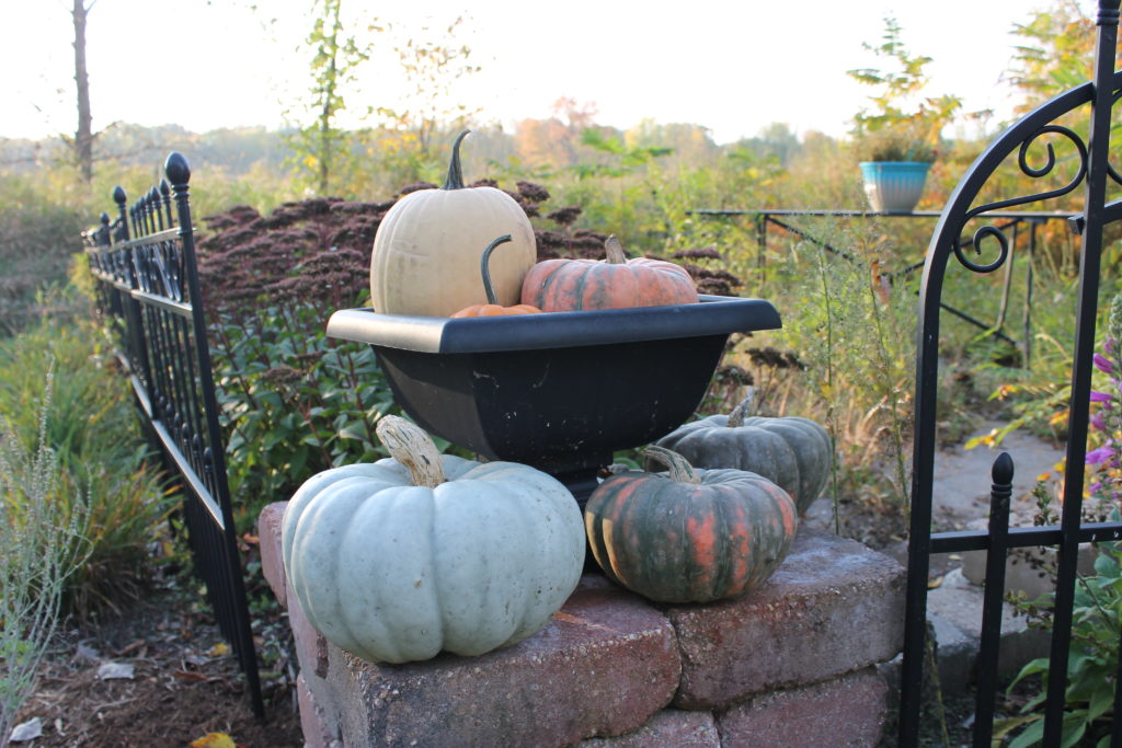 pumpkins-near-machine-shed-patio-oct-2016