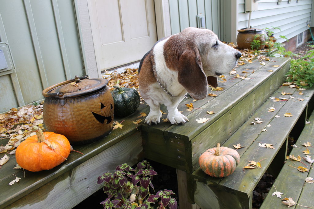 pumpkins-on-front-steps-with-dilley-2016