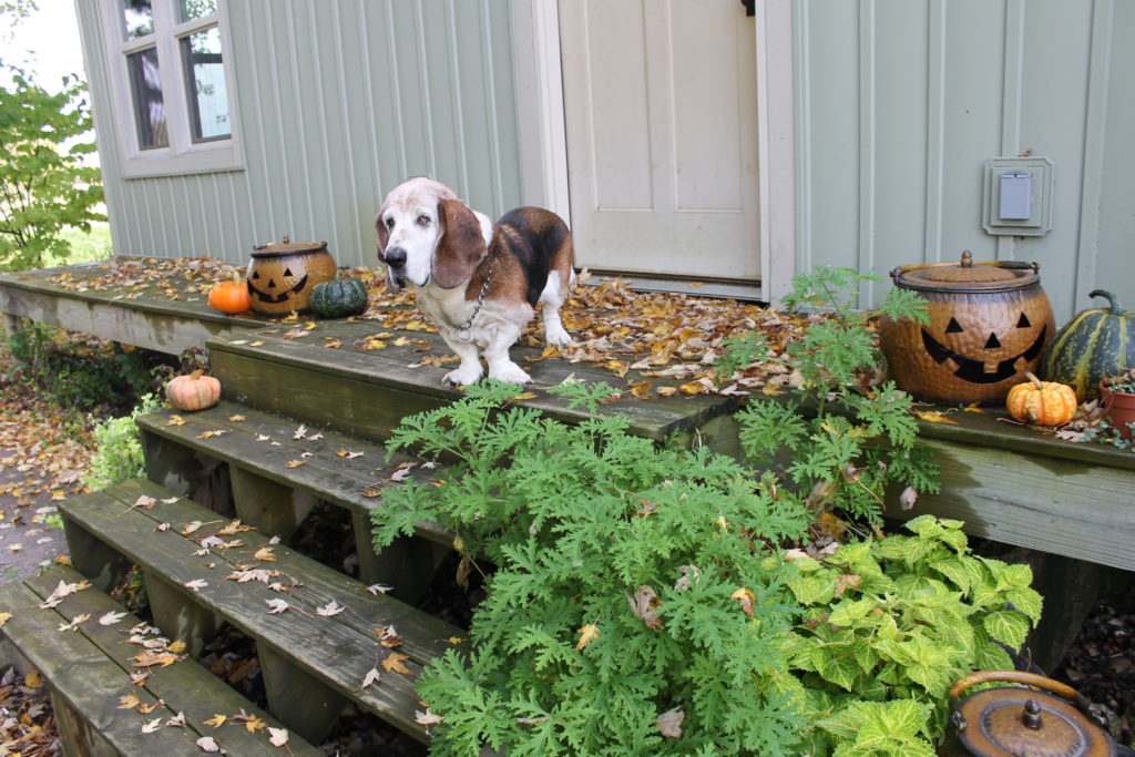 pumpkins-on-front-steps-with-dilley-fall-2016