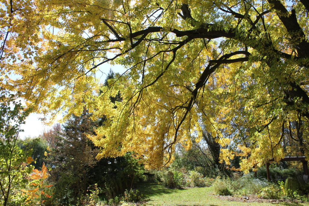 tree-in-my-yard-2015